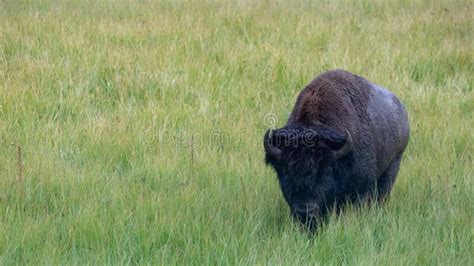 American Bison Buffalo Bull In Hayden Valley In Yellowstone National