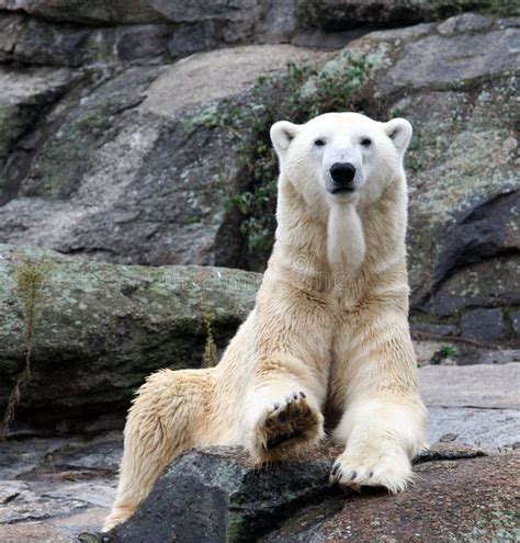 Beautiful Polar Bear Stock Photo Image Of Global Winter 5374186