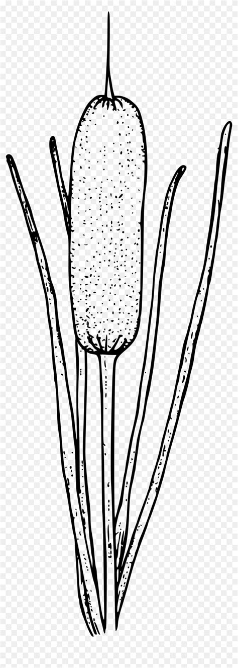 Cattail Clip Art Drawing Portable Network Graphics Cattails Clipart