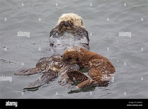 Sea Otter Pup Nursing Stock Photo Alamy