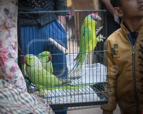 Indian Parakeets In Cages On Sale Illegally As Pets At Kabootar Market