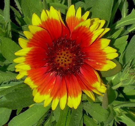 These gorgeous flowers brought our backyard to colorful life! Arizona Sun Blanket Flower - Compact variety with large ...