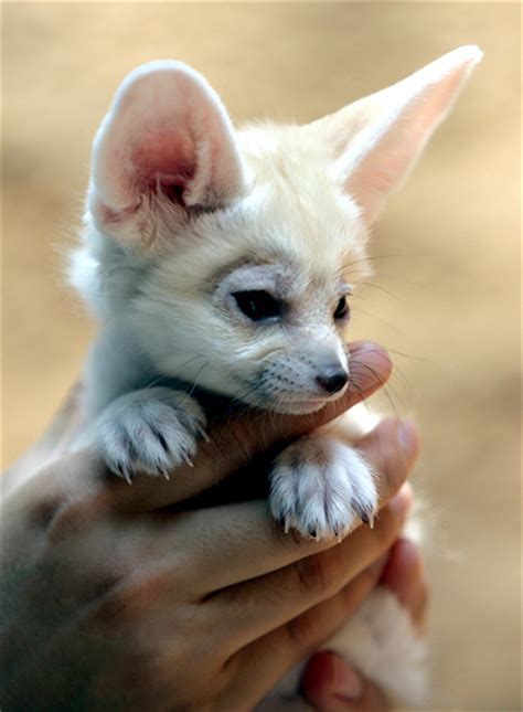 The Fennec Fox Look At Those Ears Baby Animal Zoo