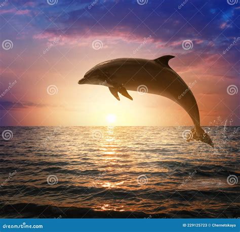 Beautiful Bottlenose Dolphin Jumping Out Of Sea At Sunset Stock Image