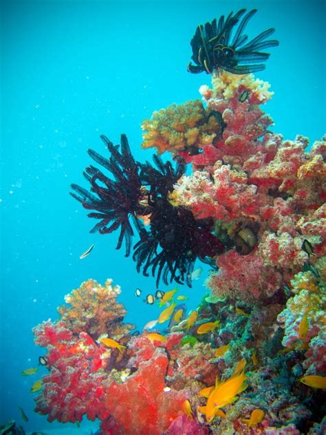 44 Surreal Scenes From Australias Great Barrier Reef