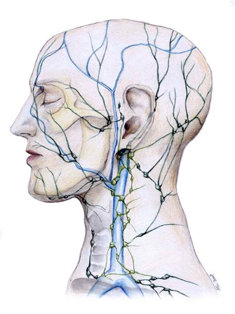 The Lymphatic System Alexander Technique In The San Francisco Bay Area