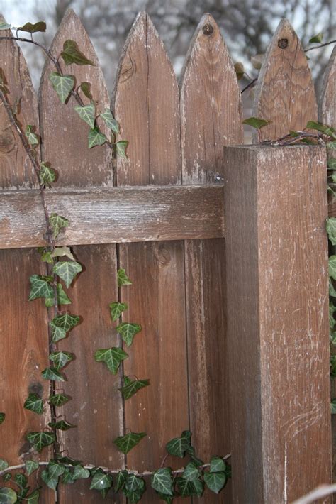 English Ivy English Ivy On My Fence Rj63 Flickr