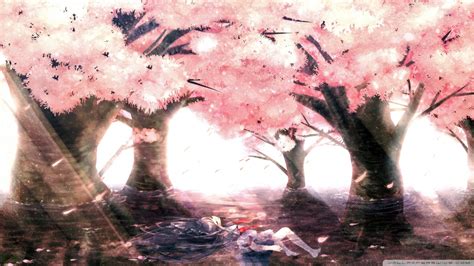 Anime Cherry Blossom Wallpaper 72 Images