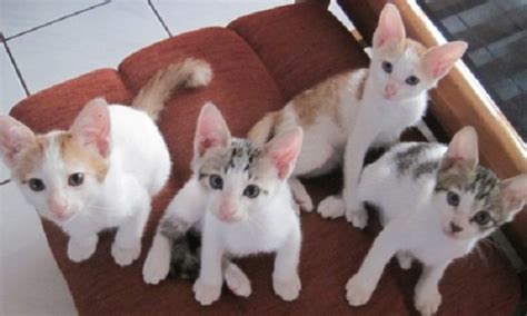 Untuk lebih jelasnya berikut adalah daftar harga kucing persia himalaya: Kucing Kampung: Jenis, Harga & Cara Merawat
