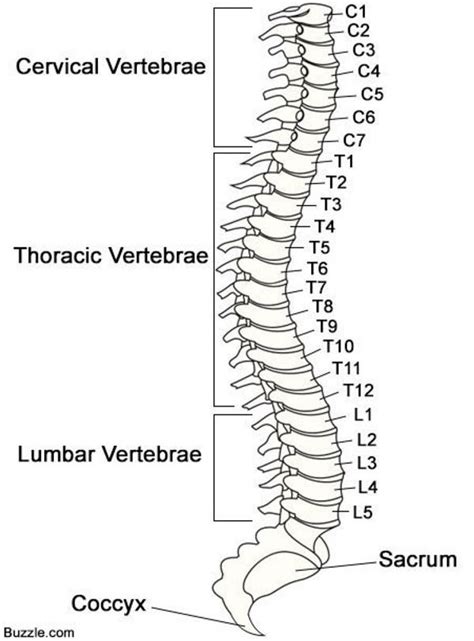 Spine Diagram With Disc Numbers