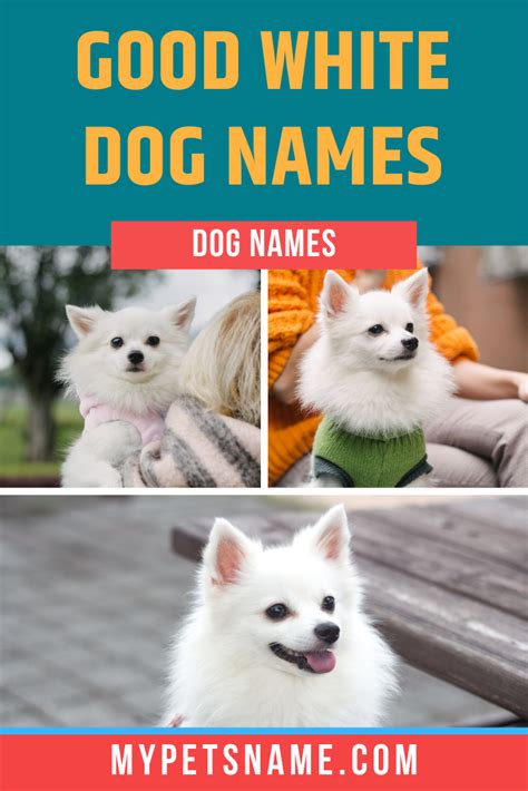 White Dog Names 175 Names For White Dogs Artofit