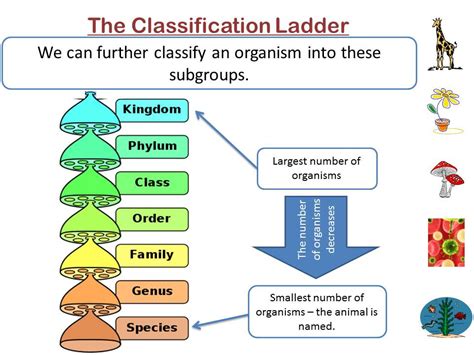 Taxonomy Definition Examples Classification Biology