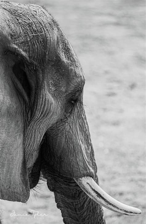 Elephant Photograph By Jamie Tyler Fine Art America
