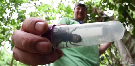 Biggest Bee In The World Presumed Extinct Found Alive For First Time