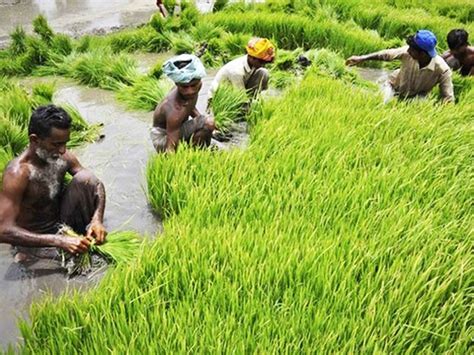 Indonesia Considering Rice Imports From Pakistan India Business