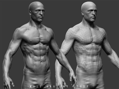 The torso and arms anatomy courses are finished. male anatomy, Wojciech Odrzywolski on ArtStation at https ...