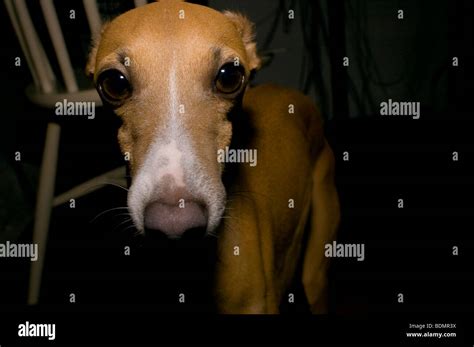 An Italian Greyhound Looking Right At Camera Stock Photo Alamy