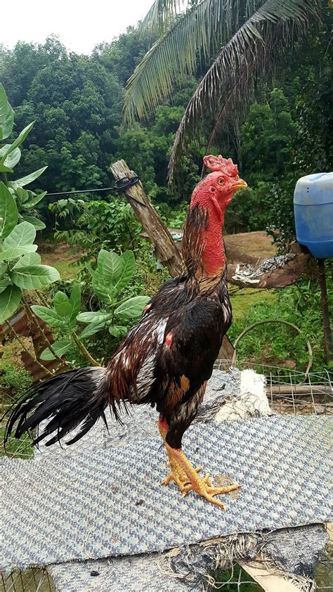 Ayam Sabung Sabah Siam Burma