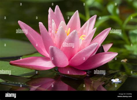 Water Lilies Underwater Hi Res Stock Photography And Images Alamy