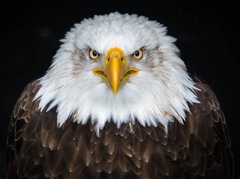 1600x1200 Bald Eagle 8k 1600x1200 Resolution Hd 4k Wallpapers Images