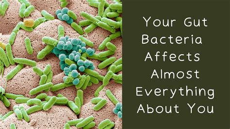 The Gut Microbiome Your Gut Bacteria Affects Almost Everything About