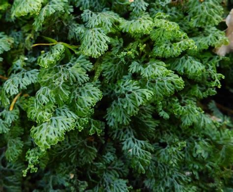 Hymenophyllum barbatum | Ferns | Vascular plant ...