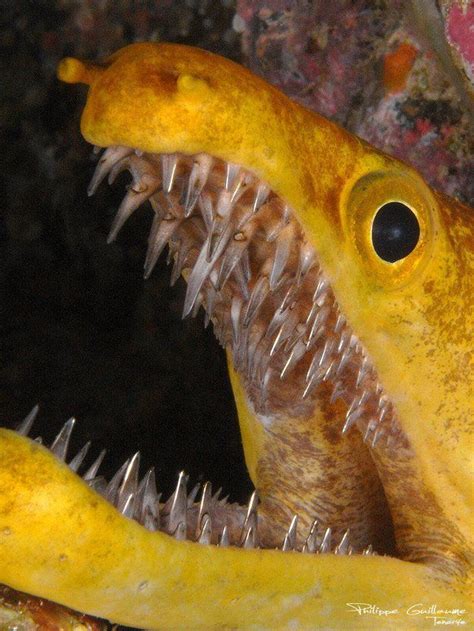 The Razor Sharp Teeth Of The Fangtooth Moray Eel Rnatureismetal