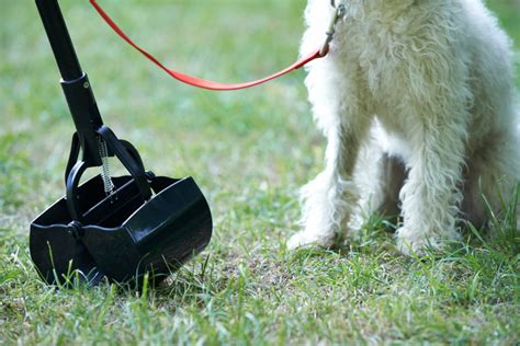 4 Reasons Why Dog Poop Clean Up Is Important