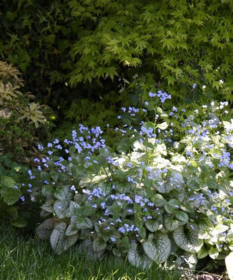 Brunnera Jack Frost Blooms Mid To Late April Jack Frost Part Shade