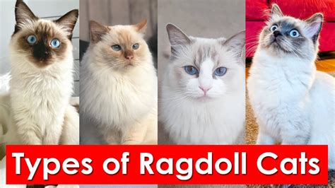 Types Of Ragdoll Cats Coat Patterns Youll Love Youtube
