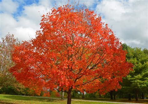 Deciduous And Shade Trees • Trees On The Move