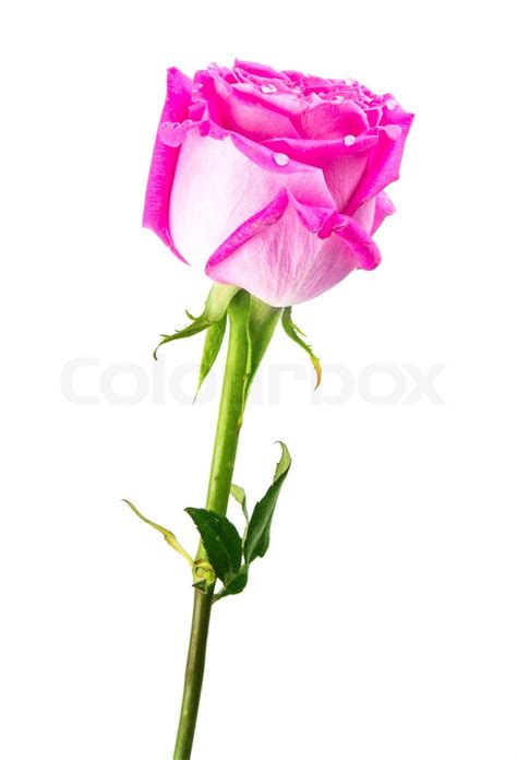 Pink Rose Isolated Stock Image Colourbox
