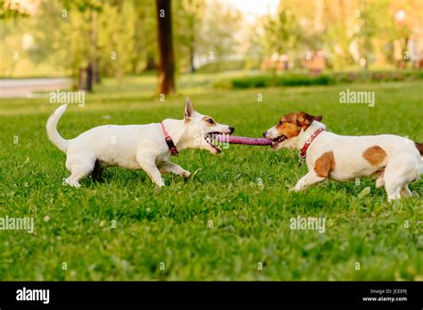 Two Dogs Playing Tug Of War Game With Puller Toy Stock Photo Alamy