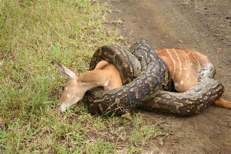 Giant Python Swallows A Dog When Hanging Its Prey From A Tree Fleuriinfo
