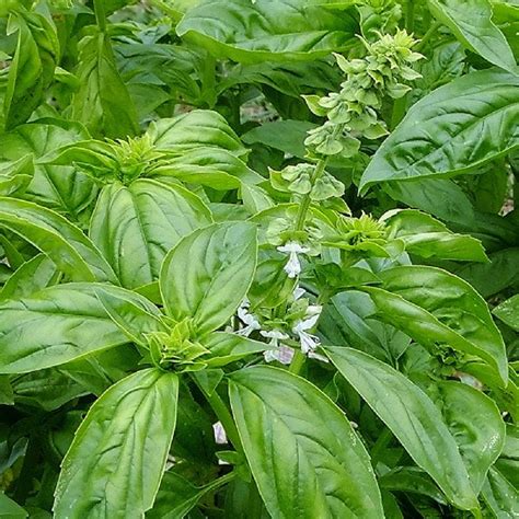Genovese Basil Herb Plants For Sale Free Shipping
