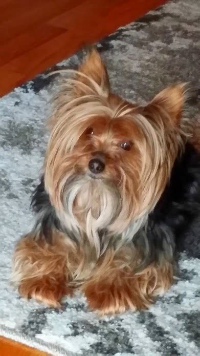 Miniature Yorkshire Terrier Yorkshire Terrier Haircuts