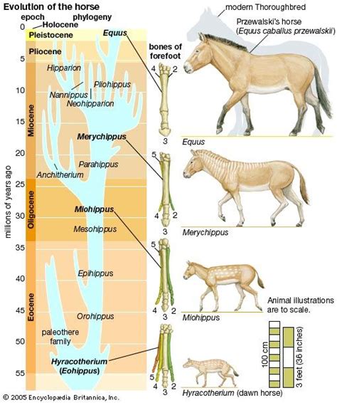 Evolution Of The Horse Over The Past 55 Million Years The Present Day