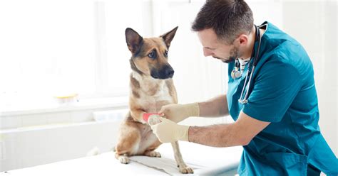 Curar Heridas A Perros Todo Lo Que Debes Saber