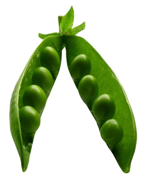 Pea PNG Image PurePNG Free Transparent CC0 PNG Image Library