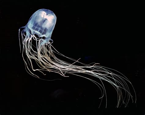 Possible Cure For Deadliest Jellyfish Sting Discovered Live Science