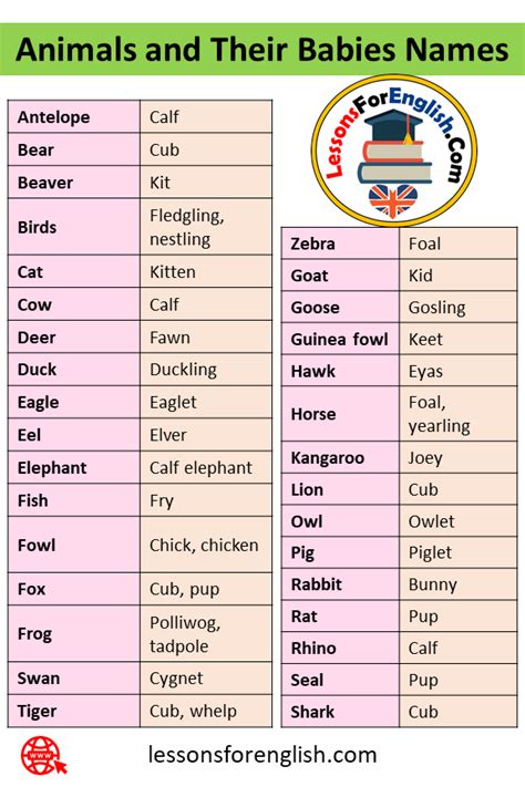 Names Of Males Females Babies And Groups Of Animals