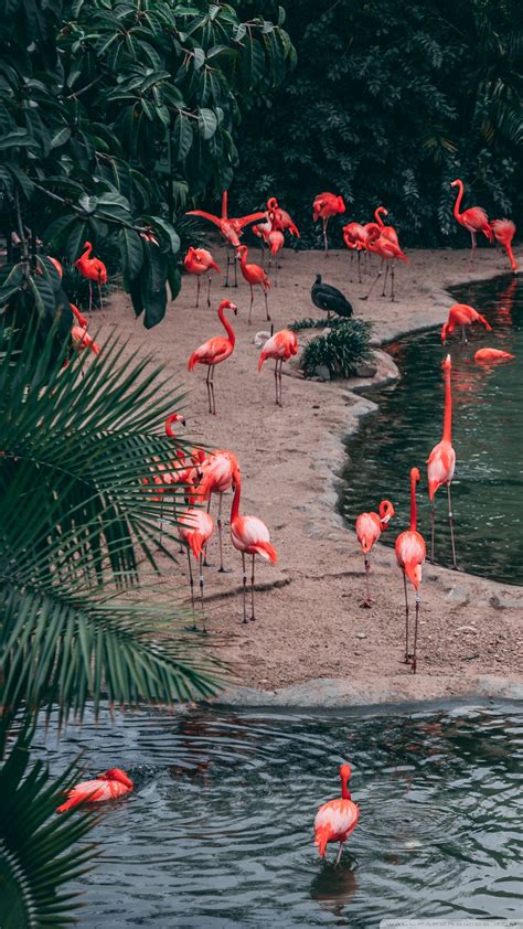 Flamingo Android Wallpapers Wallpaper Cave
