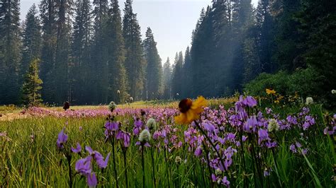 Meadow Of Wildflowers Yosemite National Park 4032 X 2268 Oc