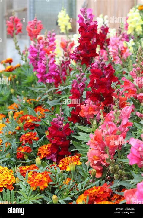 The Beautiful Brightly Colored Summer Bedding Plants Of Antirrhinum