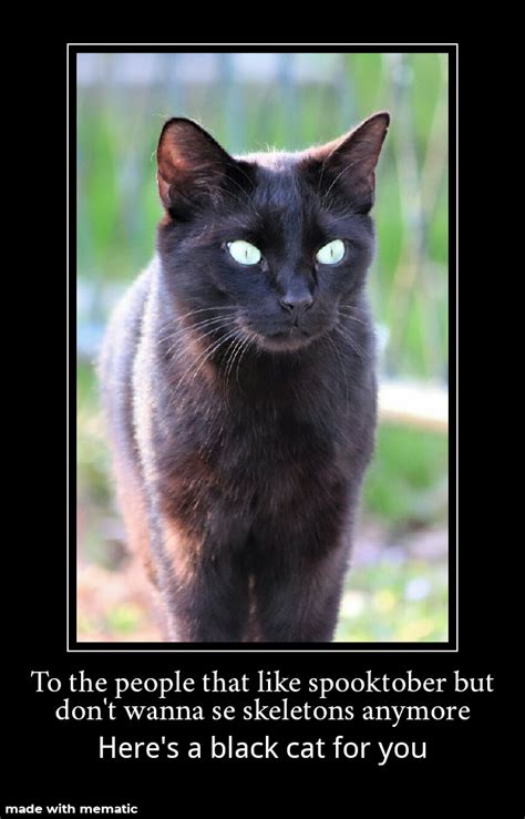28 Black Cat Memes Factory Memes