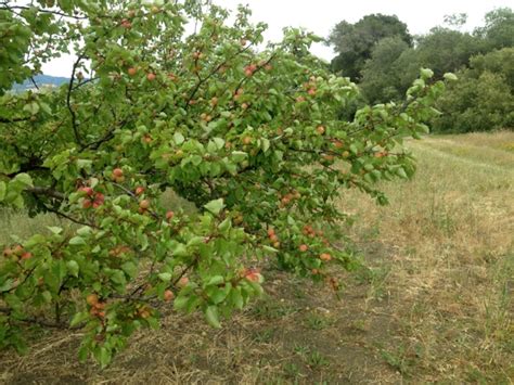 Maybe you would like to learn more about one of these? The Royal Blenheim Apricots are back!! - Live Earth Farm