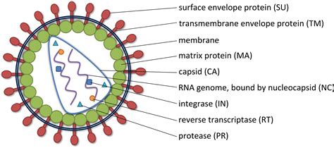 Experimental Procedures of Lentiviral Vector Construction | Biogene Blog