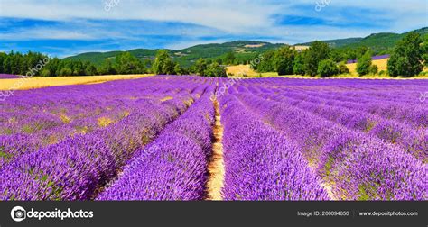 Blühender lavendel hellt die natürlichen landschaften der provence mit erstaunlichen farben auf. Blick Auf Lavendelfeld Sommer Provence Frankreich ...