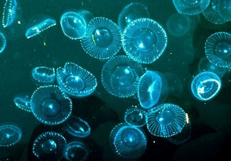 Animal Unique Crystal Jellyfish