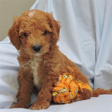 Contact central park puppies to find out more about the dogs we provide. F1B MINI GOLDENDOODLE | MALE | ID:8977-LM - Central Park Puppies